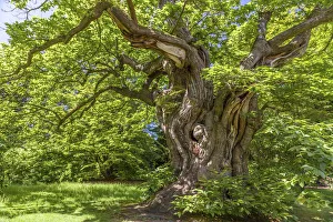 Landscape Garden Prints: Ancient sweet chestnut in Sheffield Park Garden, East Sussex, England