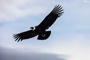 Andres Prints: Andean condor, Beagle Channel, Ushuaia, Tierra del Fuego, Argentina