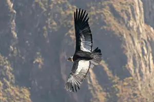 Condor Prints: Andean condor (Vultur gryphus) flying over Canyon Colca