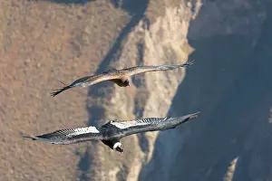Condor Prints: Two Andean condors (Vultur gryphus) flying over Canyon Colca