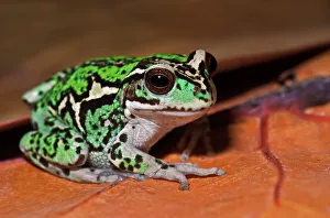 Captive Bred Prints: Andean Marsupial Tree Frog (Gastrotheca riobambae)