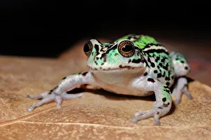 Captive Bred Prints: Andean Marsupial Tree Frog (Gastrotheca riobambae)