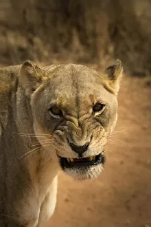 Images Dated 12th October 2017: Angry lioness portrait, Namibia, Africa