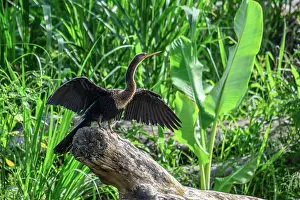 Anhingas Prints: Anhinga (Anhinga anhinga) Drying wings on a riverbank