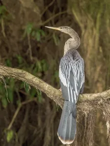 Alajuela Province Prints: Anhinga (Anhinga anhinga) on the San Carlos River