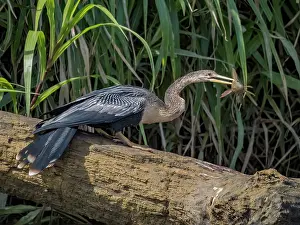San Carlos River Prints: Anhinga (Anhinga anhinga) with a Suckermouth Catfish (Hypostomus plecostomus) as prey on the San Carlos River