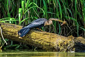 Eating Feeding Prints: Anhinga (Anhinga anhinga) Swallowing fish prey