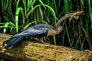 Eating Feeding Prints: Anhinga (Anhinga anhinga) Swallowing fish prey