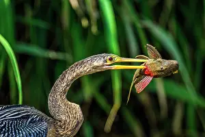 Eating Feeding Prints: Anhinga (Anhinga anhinga) Swallowing fish prey