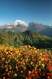 Snow Covered Prints: Annapurna South with Marigolds, Ghandruk, Nepal, Asia