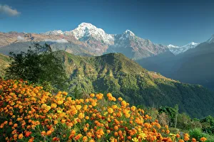 Snow Covered Prints: Annapurna South with Marigolds, Ghandruk, Nepal, Asia