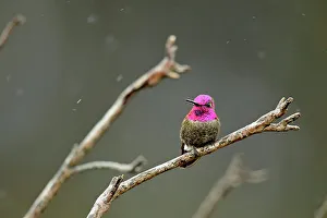 Observant Prints: Anna's Hummingbird (Calypte anna), Morro Bay State Park, California, USA