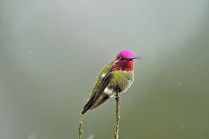 Observant Prints: Anna's Hummingbird (Calypte anna), Morro Bay State Park, California, USA