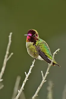 Barn Prints: Anna's Hummingbird (Calypte anna), Morro Bay State Park, California, USA