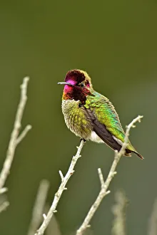 Sexual Dimorphism Prints: Anna's Hummingbird (Calypte anna), Morro Bay State Park, California, USA