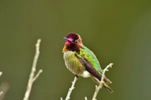 Sexual Dimorphism Prints: Anna's Hummingbird (Calypte anna), Morro Bay State Park, California, USA