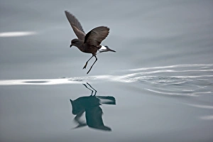 Shadow Gallery: Antarctic, Antarctic Peninsula, Hope Bay