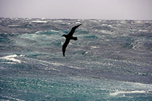 Images Dated 2009 February: 