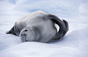 Cute Gallery: Antarctica, Paradise Bay