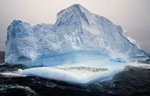 Aquatic Gallery: Antarctica, Scotia Sea