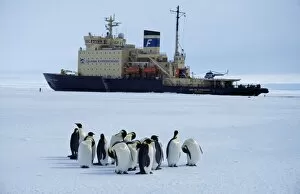 Images Dated 4th February 2009: Antarctica, Weddell Sea, Atka Bay