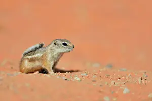 Wary Prints: Antelope/white-tailed antelope squirrel (Ammospermophilus leucurus)
