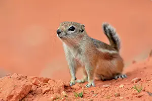 Wary Prints: Antelope/white-tailed antelope squirrel (Ammospermophilus leucurus)