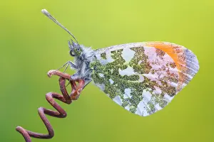 Insects Prints: Anthocharis cardamines (Orange tip), Como province, Lombardy, Italy