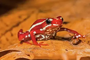 Captive Bred Prints: Anthony's Poison Arrow Frog (Epipedobates anthonyi) - captive bred