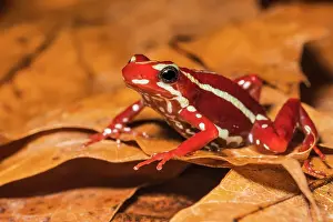 Captive Bred Prints: Anthony's Poison Arrow Frog (Epipedobates anthonyi) - captive bred