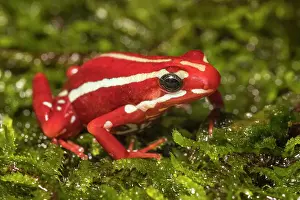 Captive Bred Prints: Anthony's Poison Arrow Frog (Epipedobates anthonyi) - captive bred