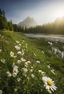 Time Of Day Prints: The Antorno Lake and some daisies catching the first sun rays during a hazy summer morning