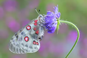 Insects Prints: Apollo butterfly (Parnassius apollo)