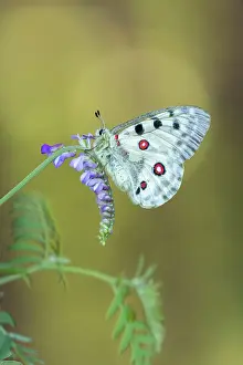 Bulgaria Prints: Apollo (Parnassius apollo) roosting on Tufted Vetch (Vicia cracca)