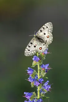 Butterfly Prints: Apollo (Parnassius apollo) on Viper's-bugloss (Echium vulgare)
