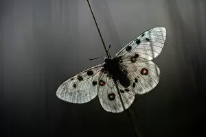Images Dated 27th February 2023: Apollo (Parnassius apollo), warming in morning sun, Rhodope Mountains, Bulgaria