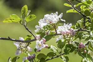 Ahrntal Gallery: Apple blossoms near St. Jakob in Ahrntal, Valle Aurina, South Tyrol, Italy