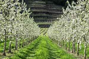 Fruit Gallery: Apple blossoms in springtime, Valtellina, Sondrio Province, Lombardy, Italy