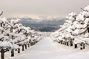 Apple Prints: Apple orchard covered with snow in Non Valley, Trentino Alto Adige, Italy, Europe