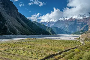 Nepal Prints: Apple orchard by the Kali Gandaki river, Lower Mustang, Nepal