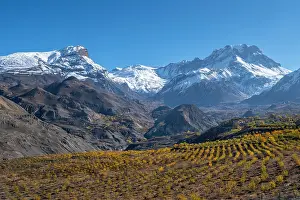 Lower Mustang Prints: Apple orchard in the valley towards Muktinath, Lower Mustang, Nepal