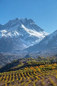 Nepal Prints: Apple orchard in the valley towards Muktinath, Lower Mustang, Nepal