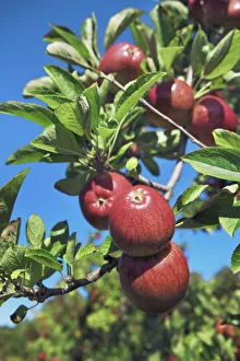 Fruit Tree Prints: Apple plantation - New Zealand, South Island, Nelson, Hira