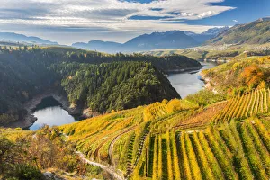 Natural Park Prints: Apple trees in the autumn Europe, Italy, Trentino Alto Adige, Trento district, Cles