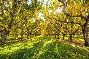Back Lit Prints: Apricot Trees in Autumn, Cromwell, New Zealand