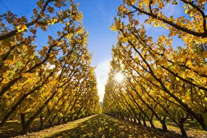 Images Dated 29th November 2016: Apricot Trees in Autumn, Cromwell, New Zealand