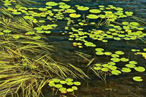 Lily Pads Prints: Aquatic vegetation on Isabel Lake (Lily pads and Sparganium) Kenora, Ontario, Canada