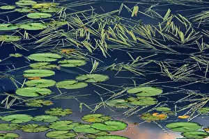 Central Canada Prints: Aquatic vegetation (Sparganium and lily pads) in Wetland in morning light Kenora