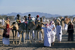 Head Dress Prints: Arab camel handlers lead camels and jockeys into line
