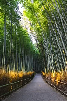 Arashiyama bamboo grove, Kyoto, Kyoto prefecture, Kansai region, Japan